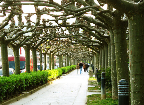 by Batikart on Flickr.Plane Tree Tunnel in the Evening Sun in Zumaya, Basque Country, Spain.