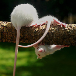 many-splendored-rat:  Aaaaaaaaah I know most people don’t like pink-eyed whites since they’re not flashy &amp; they’re a little boring-looking, but I love how very expressive their faces are. 