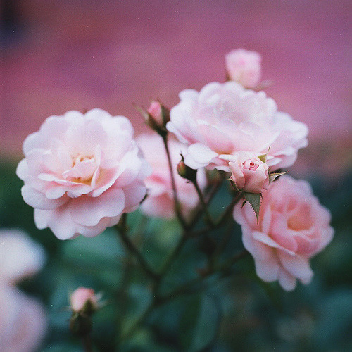 hellanne:  Nothing in particular (by kapnkole) 