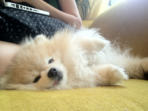 tommypom:  Tommypom’s definition of lounging. 