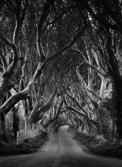 darkface:  (via 500px / Photo “The Dark Hedges” by Tommy McDermott)