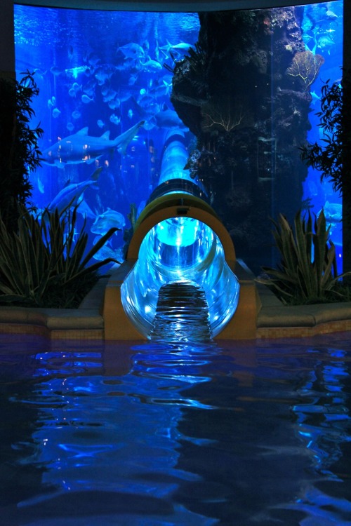 conflictingheart:Golden Nugget pool in Vegas has a 3 story water slide that passes through a shark t