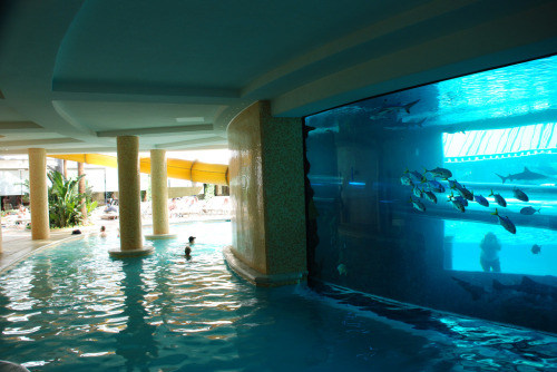 heyfunniest:Golden Nugget pool in Vegas has a 3 story water slide that passes through a shark tank. 