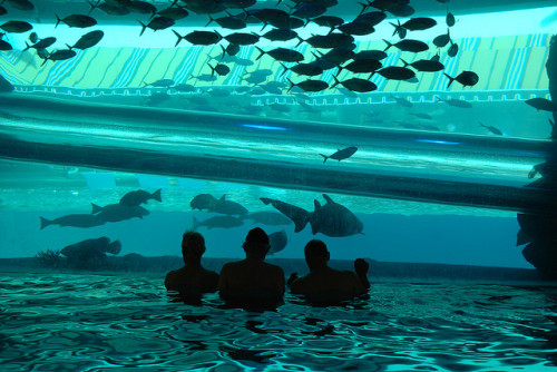 conflictingheart:  Golden Nugget pool in Vegas has a 3 story water slide that passes through a shark tank.     Images found here and here.