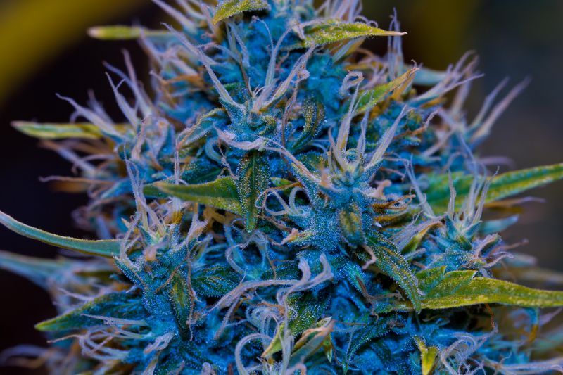 hayzesdaddy:  G-13 Haze 