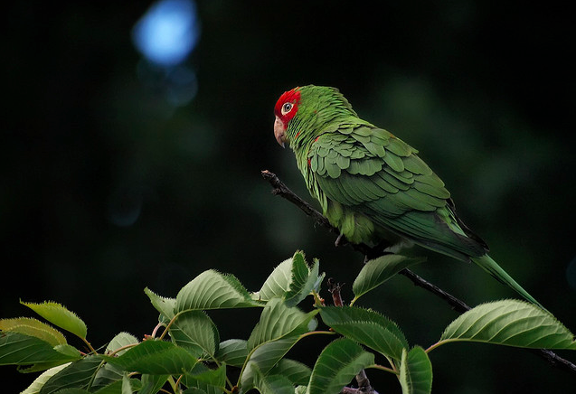  @AdorableBipolar    bird-fix:  Wild Cherry Headed Conure 