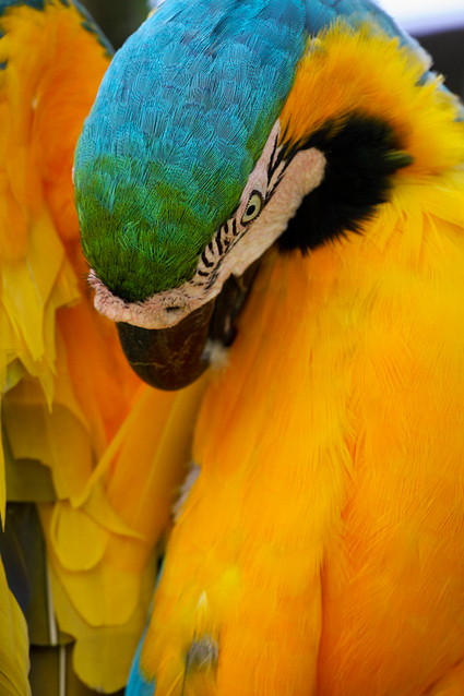 @AdorableBipolar bird-fix:  Blue and Gold Macaw 