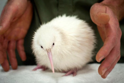 auraboros:  An albino Kiwi. :O 