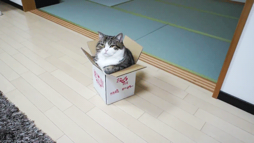 watashiwaonigiridesu:  sn0wmare:  izzy-rabu:  askirlcelty:  gheistlich:  Cats in Boxes.http://askirlcelty.tumblr.com/  This is so silly! Haha  OMG THIS CELTY IS SO ADORABLE  bottom left Soon.  CELTY *O* 
