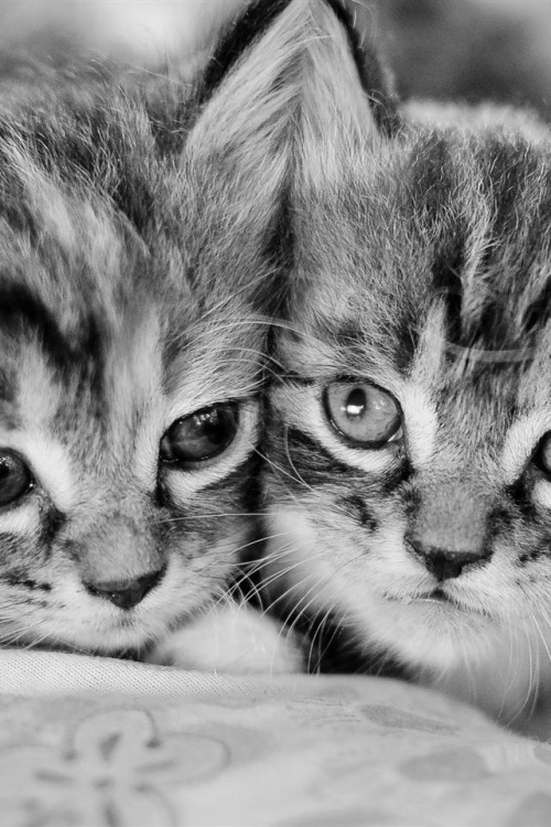 Milk... Emozioni in bianco e nero