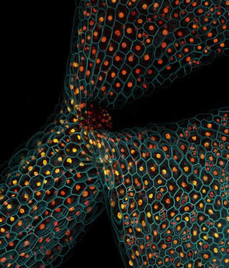 Confocal micrograph showing the expression of different fluorescent proteins in the stem of a thale cress seedling (Arabidopsis thaliana).