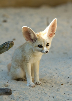 fox-gallery:  Fennec fox (von steven whitehead) 