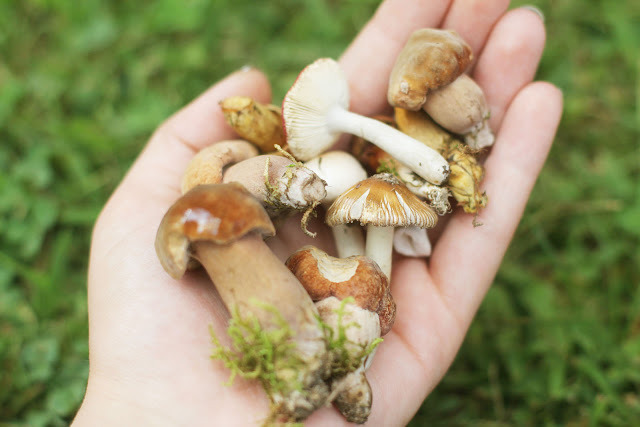 Faerie Forests