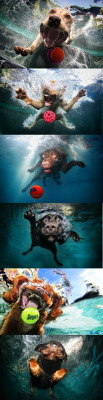 yazminthornber:  ztox:  Dogs having fun under water.  *Chuckles* and this is why I love dogs. They’re so herpy-derpy 