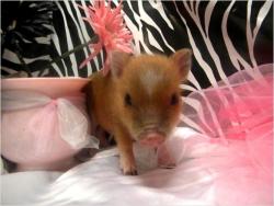pigsonpigsonpigs:  This little piggy wants to be your Valentine.