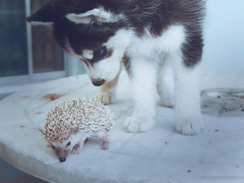 tumblr photo amndaax 0