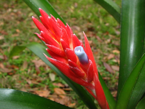 Scientific Name - Quesnelia sp.
Common Name - Not Available
Place of Origin - Eastern Brazil
Status - Not Known
This plant is a bit of a mystery, as no one can help me identify it. Its closest ties are with the quesnelia genus, but its inflorescence...