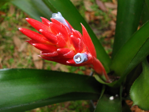 Scientific Name - Quesnelia sp.
Common Name - Not Available
Place of Origin - Eastern Brazil
Status - Not Known
This plant is a bit of a mystery, as no one can help me identify it. Its closest ties are with the quesnelia genus, but its inflorescence...