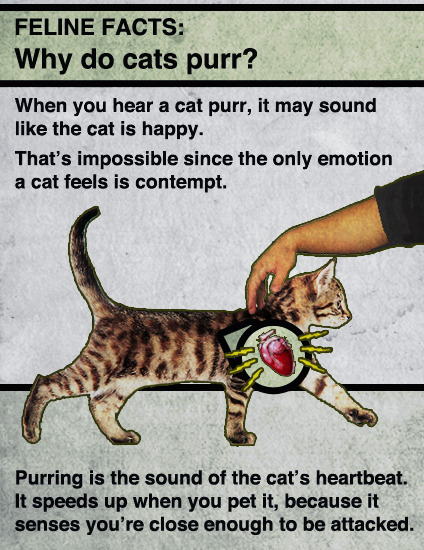 Why do cats purr?  Scientific American