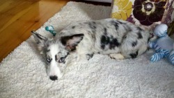 corgiaddict:  Dear corgiholics: I would like to introduce Dori, my blue merle heterochromatic 4 month old cardi. Instant love. I dunno about you guys. But I’m totally jelly!