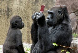 lickypickystickyfree:  Boy drops DS in gorilla