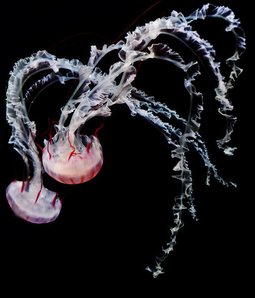 Jellyfish IV Another shot of the stunning jellyfish at the Shedd Aquarium in Chicago.