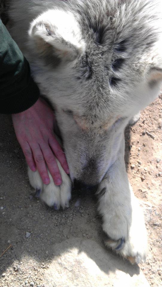 hislatestvictim:  My hand on a wolf’s paw (isn’t his paw huge?!).As soon as I