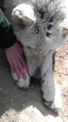 hislatestvictim:  My hand on a wolf’s paw