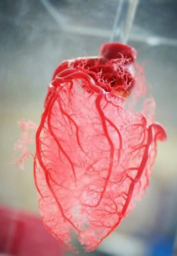 geneticist:  Resin cast of the human heart 