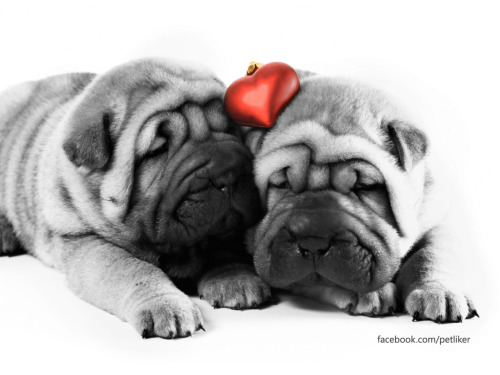 Cute shar pei puppies