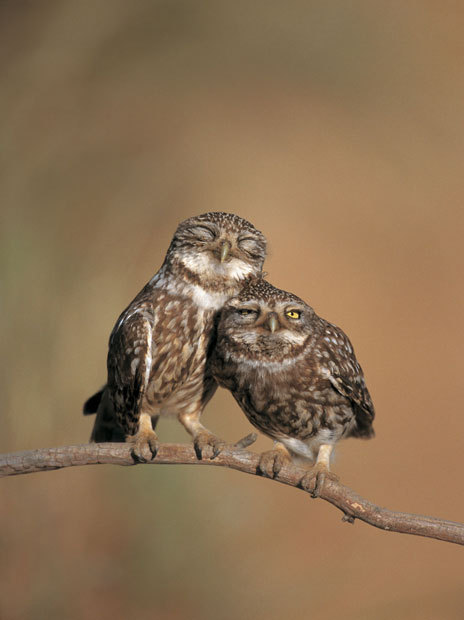 veareflejos:allcreatures:Little owl (Athene noctua) pair perched, courtship behaviour, Spain. Pictur