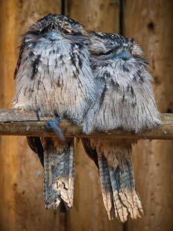 fat-birds:  Close friends by Doctor Hewitt