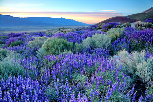 by DM Weber on Flickr. Eastern Sierra Nevada Lupine Sunrise, California, USA.