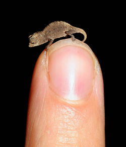 thedailywhat:  Tiny Reptile of the Day: Found