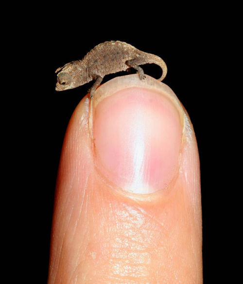 thedailywhat: Tiny Reptile of the Day: Found on an islet just off of Madagascar’s main island,