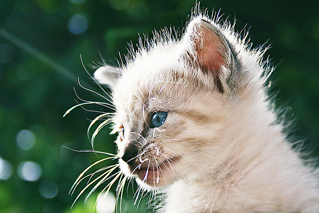 Animals Around The World