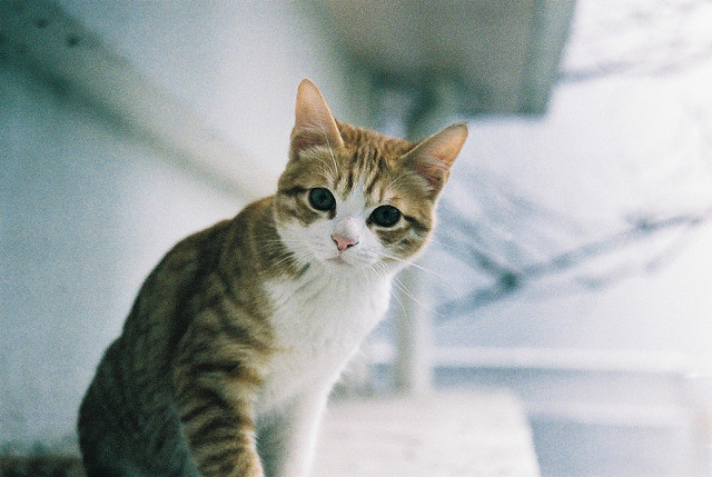 beaux yeux bleus.