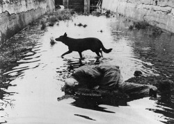 headless-horse:  Stalker [Andrei Tarkovsky,1979]