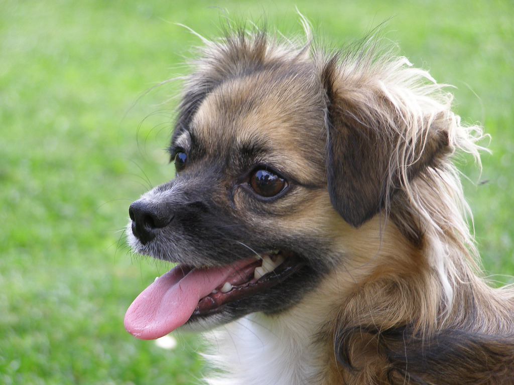 aensita:  Hola, les presento a mi perrita Lili, ella llego un 4 de enero del 2005 en