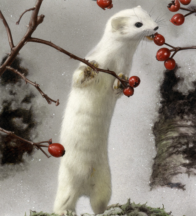 magicalnaturetour:  White Ermine by ~Stalio :) 