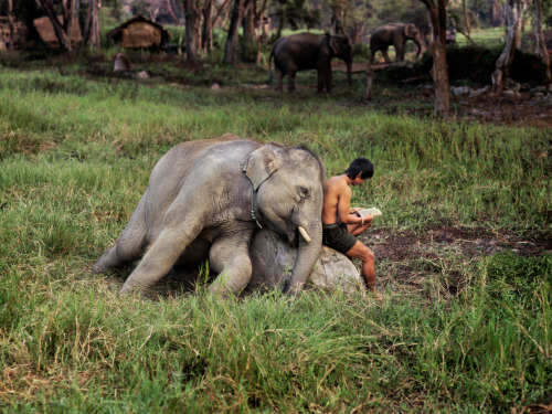 k-a-t-i-e-: Chiang Mai, Thailand Steve McCurry I want a pet elephant .