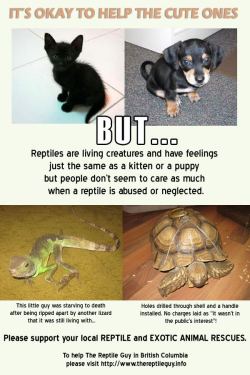 Delano-Laramie:  Berrygreyandbloodytears:  Angeredpomegranate:  But Reptiles Are