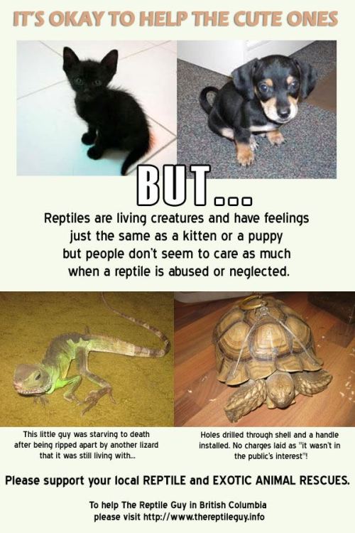 delano-laramie:  berrygreyandbloodytears:  angeredpomegranate:  but reptiles are cute tho  ^ What the fuck is wrong with people 