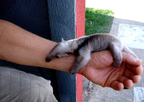 yoguerilla:yep. baby anteater. 