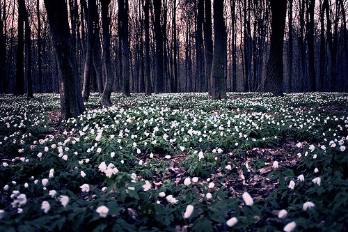 moonlight-nocturne:  Fields of flowers (by Leeo08)