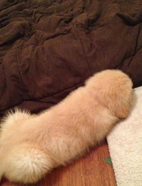 failsyndrome:  fishlass:  br8kspider:  crystalmeowth:  whorem0anz:  My dog looks like a fuzzy penis. That is all, bye.  i sat here laughing for like ten minutes  FUCK.  Oh god I can’t breath.  i choked on air 