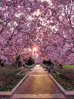 bluepueblo:  Cherry Blossom Walk, Washington