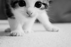 cutecatpictures:  Another Cute Cat MEOWWWWWW 