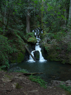 wastedseductions:  “I went to the woods because I wished to live deliberately, to front only the essential facts of life, and see if I could not learn what it had to teach, and not, when I came to die, discover that I had not lived.” - Henry David