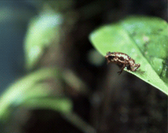 headlikeanorange:  The tiny Waterfall Toad never evolved the ability to hop more than an inch, so it lets itself fall to escape predators. (Life - BBC) 